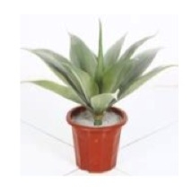 PLANTAS ORQUIDEA CORONA