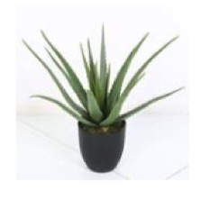PLANTAS ALOE VERA