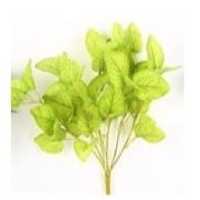 PLANTAS RACIMO