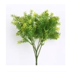 PLANTAS HOUTTUYNIA