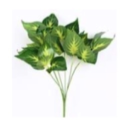 PLANTAS RACIMO