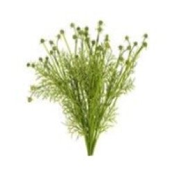 PLANTAS MANZANILLA