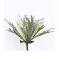 PLANTAS CUERNO DE ALCE
