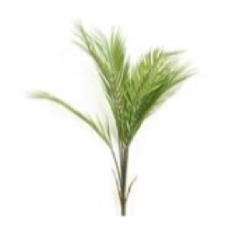 PLANTAS PALMA