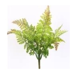 PLANTAS HELECHO