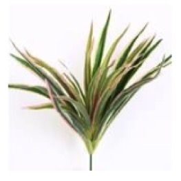 PLANTAS CHLOROPHYTUM