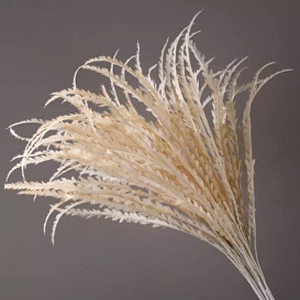 PLANTAS PAMPAS