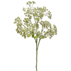 PLANTAS SEDUM