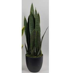 PLANTAS SERPIENTE