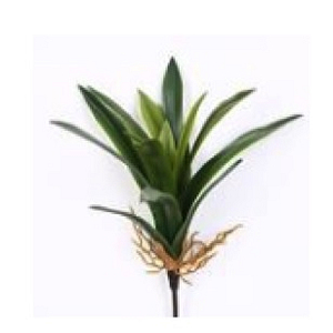 PLANTAS GLADIOLA