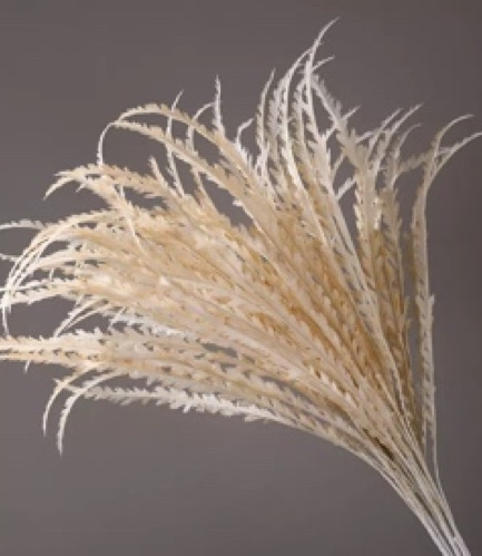 PLANTAS PAMPAS